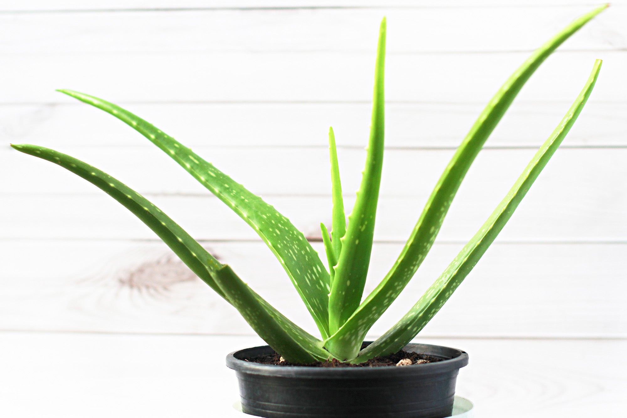 air plant planter Air Plants Decor 2-pack: Pet Friendly Plants - 1 Taupe Air Plant Holder & 1  White Air Plant Hanger Included - Live Air Plant Decoration Duo